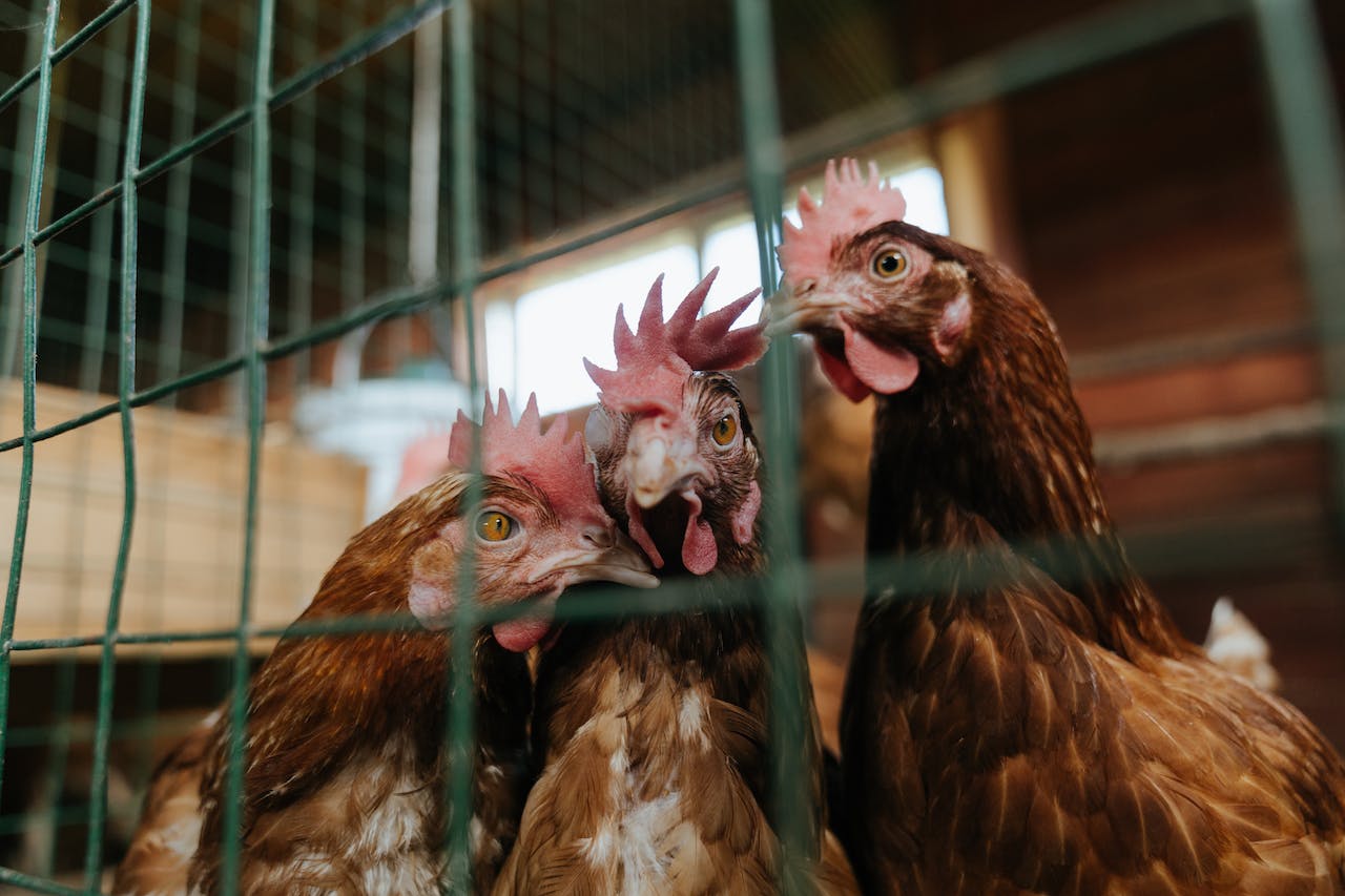 chicken hatchery business plan in nigeria